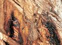 ZZ_ZZ133_F1653_Z_89_Halls Gap_Australie